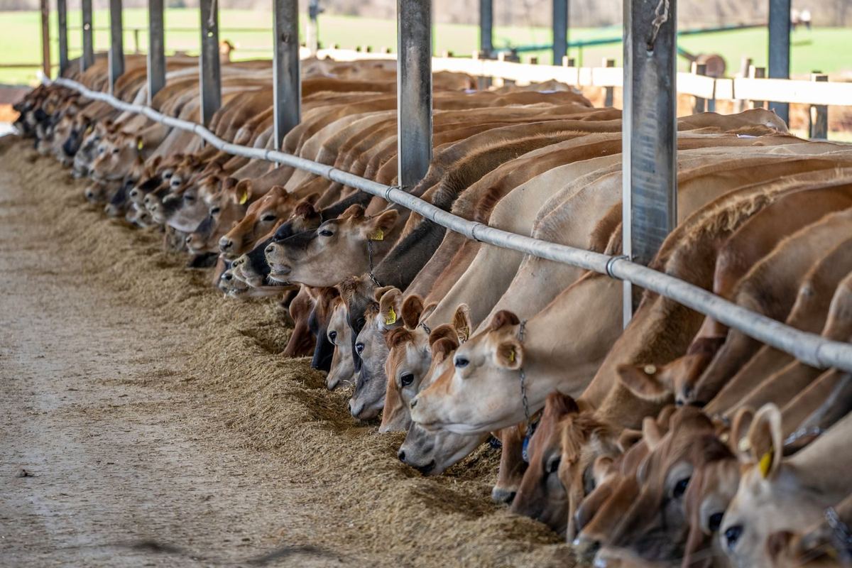 Other Animal Feed